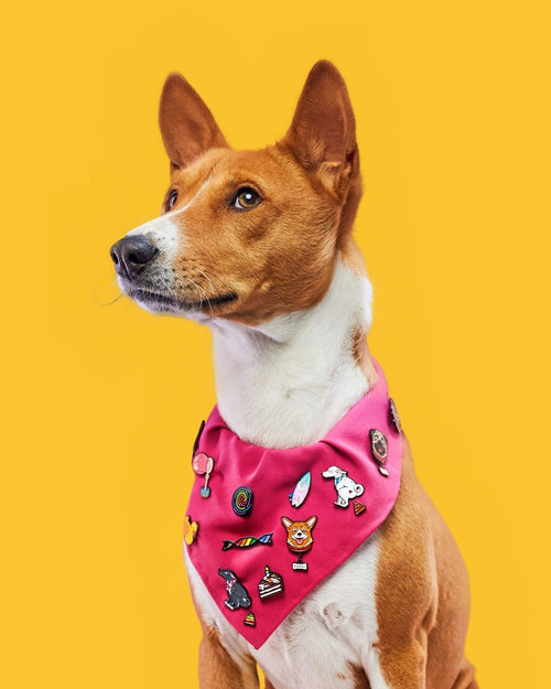Portrait of a brown and white dog in a pink bandana decorated with colorful pins, set against a bright yellow background.